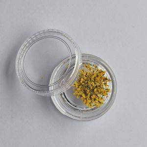 Fleurs séchées - Jaune