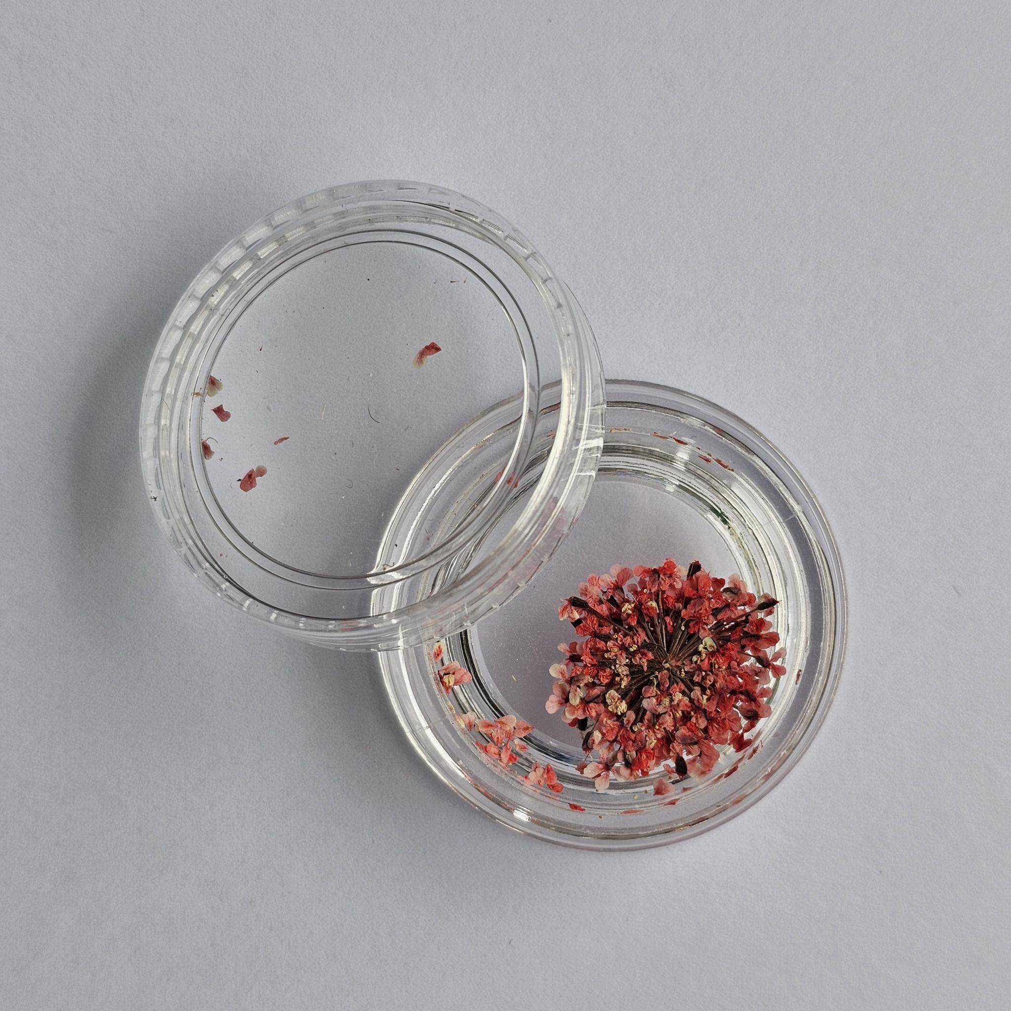 Nouvelles fleurs séchées japonaises pour ongles, boîte longue à 12 compartiments, gypsophile, petites fleurs de marguerite, décoration pour nail art Nouvelles fleurs séchées japonaises pour ongles, boîte longue à 12 compartiments, gypsophile, petites fleurs de marguerite, décoration pour nail art